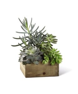 Many succulents in a rustic wooden planter