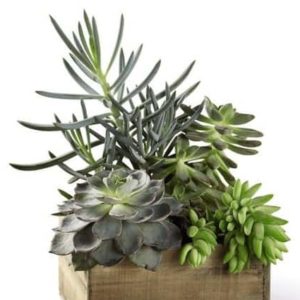This dishgarden is a nod to everything that we love about the landscapes of the southwest, bringing together a mix of succulents in a rustic square wooden planter lined with large river rocks for further interest and appeal.