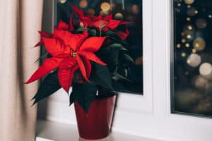 Christmas Poinsettia in ceramic pot. Christmas traditional red flower on the window